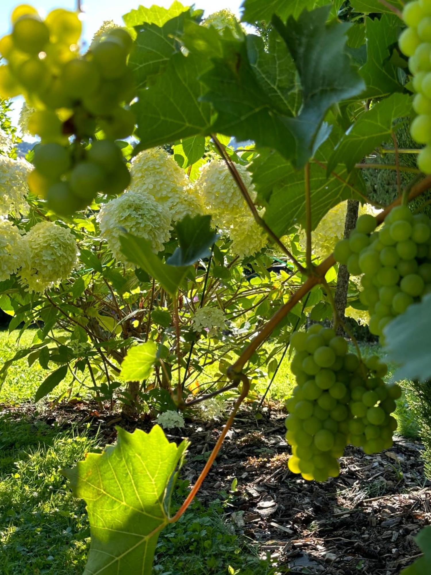 York Cottage Garden Traben-Trarbach Zewnętrze zdjęcie